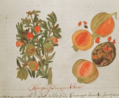 Granatäpfel aus 