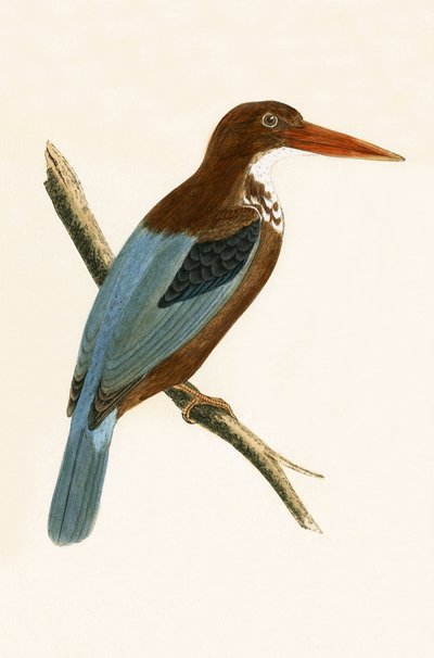 Smyrna-Eisvogel, Illustration aus 