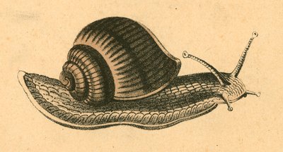 Schnecke von English School