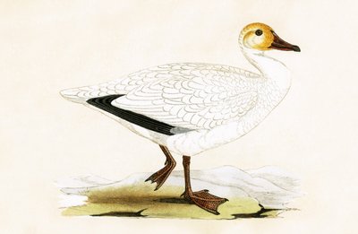 Schneegans, Illustration aus 