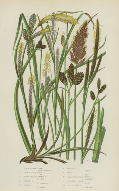 Weiches Braunes Carex, Brakteiertes Sumpf-Carex, Dichtköpfiges Alpen-Carex, Graues Carex, Schwarzes Carex von English School