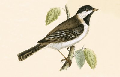 Sombre Tit, Illustration aus 