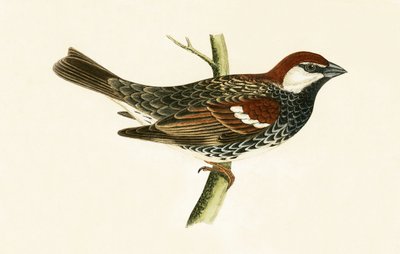 Spanischer Spatz, Illustration aus 