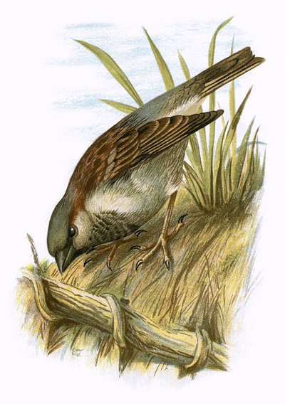 Spatz von English School
