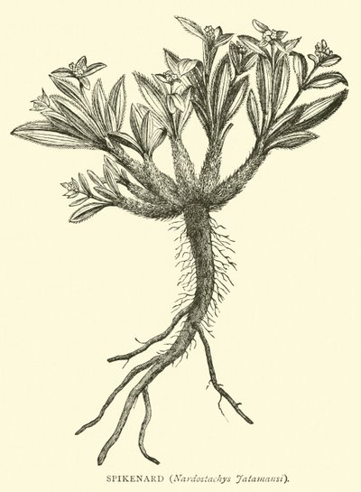Spikenard, Nardostachys Jatamansi von English School