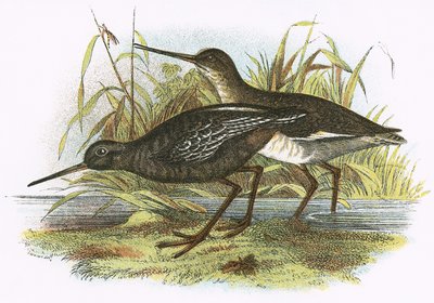 Dunkler Wasserläufer von English School