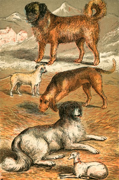 Bernhardiner, Bulldogge, Bluthund, Neufundländer und Italienischer Windhund von English School