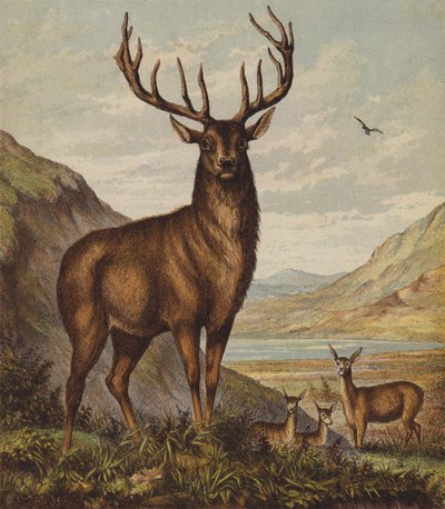 Hirsch von English School