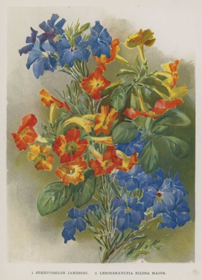 Streptosolon Jamesoni, Leschenaultia Biloba Major von English School
