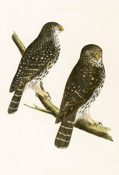 Strix Pusilla, Illustration aus 