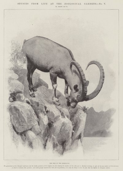 Studien aus dem Leben im Zoologischen Garten von English School