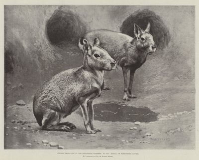 Studien aus dem Leben im Zoologischen Garten, Maras oder patagonische Meerschweinchen von English School