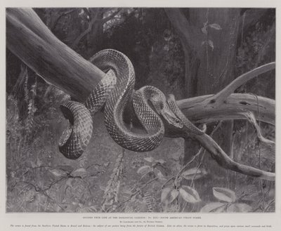 Studien aus dem Leben im Zoologischen Garten, südamerikanische Korallenschlange von English School