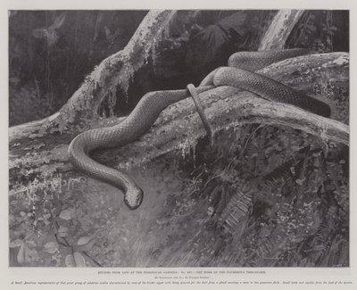 Studien aus dem Leben im Zoologischen Garten, das Zuhause der bleigrauen Baumschlange von English School