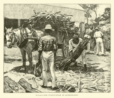 Zuckerrohranbau in Queensland von English School