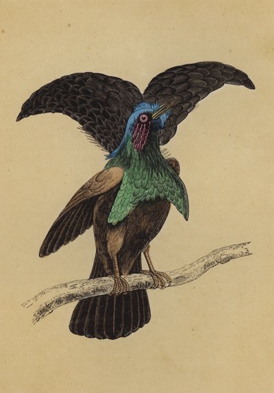 Paradiesvogel von English School