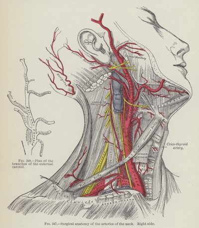Chirurgische Anatomie der Arterien des Halses, rechte Seite von English School