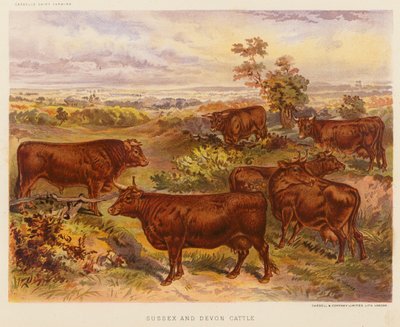 Sussex und Devon Rinder von English School