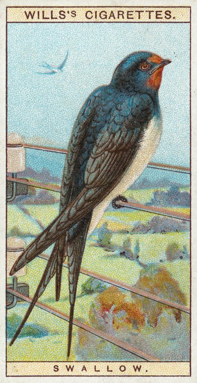 Schwalbe von English School