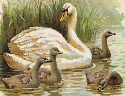 Schwan und Küken von English School