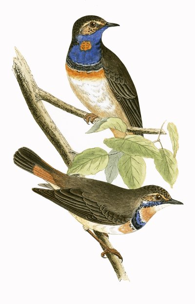Schwedische Blaukehlchen, Illustration aus 