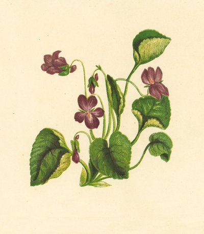 Duftveilchen, Viola Odorata von English School