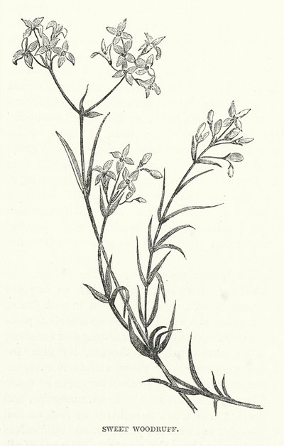 Waldmeister (Gravur) von English School