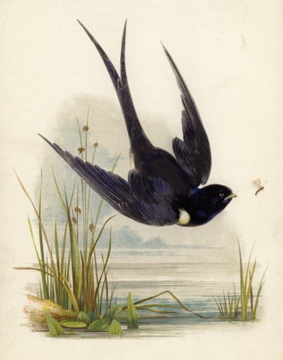 Swift von English School