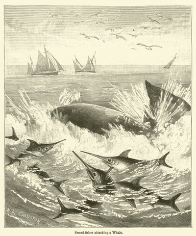 Schwertfische greifen einen Wal an (Gravur) von English School