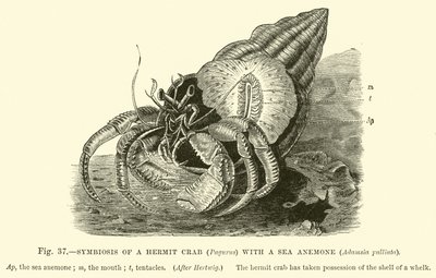 Symbiose einer Einsiedlerkrebs (Pagurus) mit einer Seeanemone, Adamsia palliata von English School