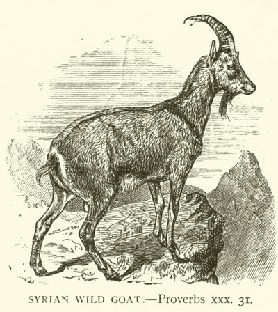 Syrische Wildziege, Sprüche, xxx, 31 (Gravur) von English School