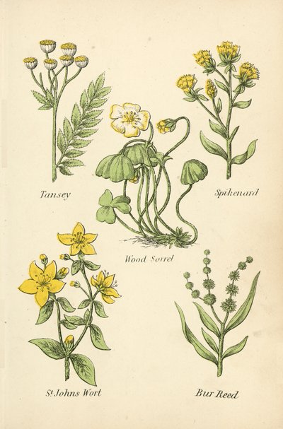 Rainfarn, Narde, Sauerklee, Johanniskraut, Igelkolben von English School