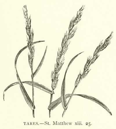 Unkraut, Matthäus, xiii, 25 von English School