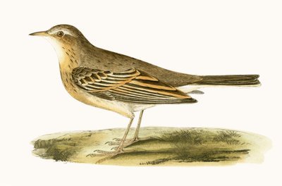 Braunkehlchen, Illustration aus 