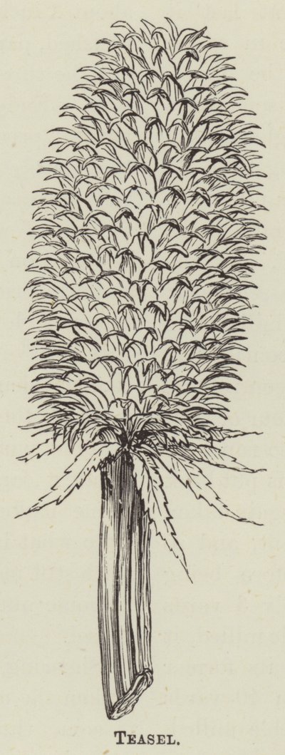 Karde (Gravur) von English School