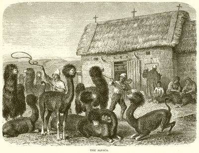 Das Alpaka von English School
