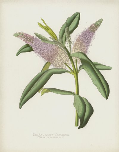 Die Anderson Veronica, Veronica Andersonii von English School