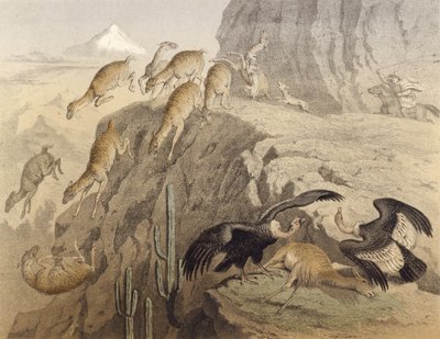 Die Anden in Peru, Jagd auf das Lama, der Kondor von English School