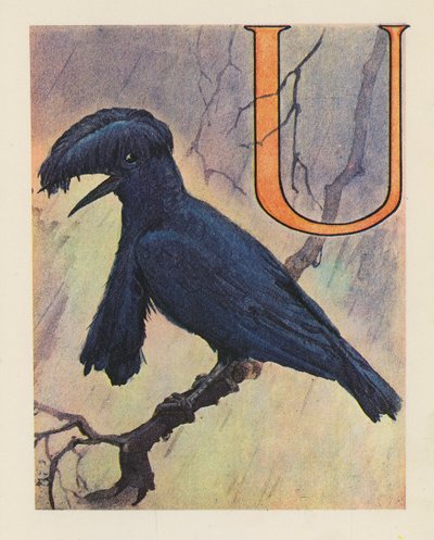 Das Tier-ABC: Buchstabe U, Schirmvogel (Farblithografie) von English School