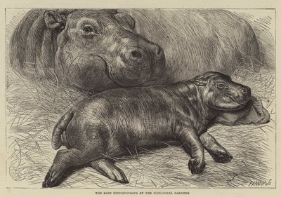 Das Baby Nilpferd im Zoologischen Garten von English School