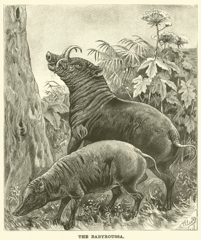 Das Babirusa von English School