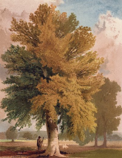 Die Buche im frühen Herbst von English School