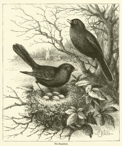 Die Amsel (Gravur) von English School