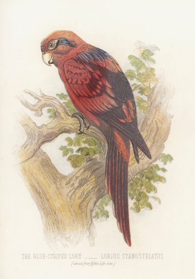 Der Blaugestreifte Lory, Lorius Cyanostriatus von English School