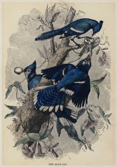 Der Blauhäher von English School
