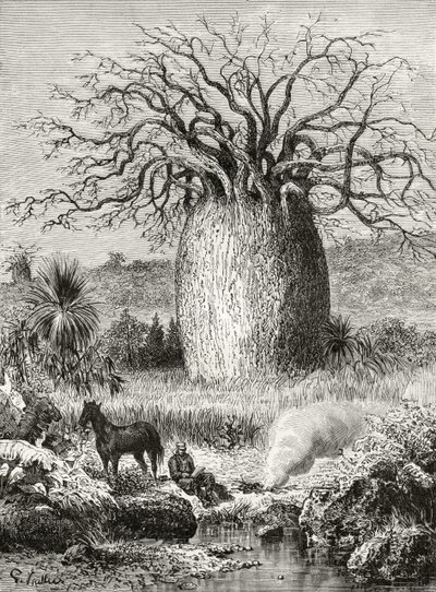 Der Flaschenbaum, aus 