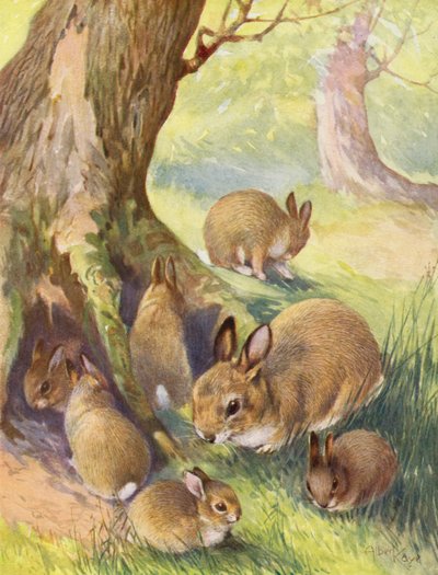 Das Waldheim der Kaninchen von English School