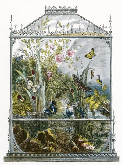 Das Schmetterlingsvivarium von English School