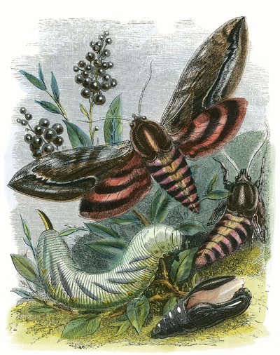 Das Schmetterlingsvivarium von English School