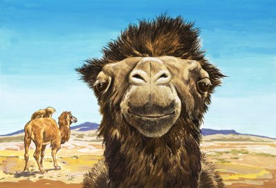 Das Kamel, Illustration aus 